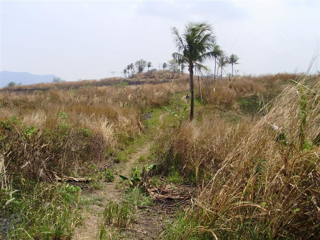 The same Sukabumi hillside before reforestation began in 2008. Bare grassland with a single palm.