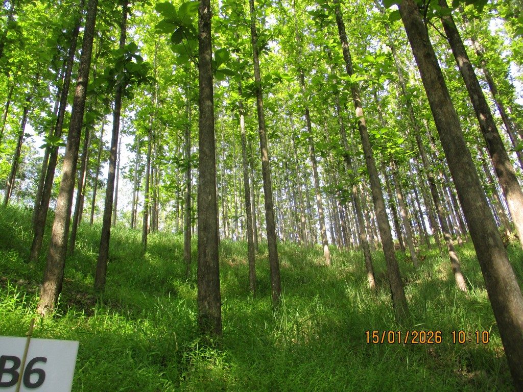 A closed teak canopy in 2026 with dappled sunlight on the understory.