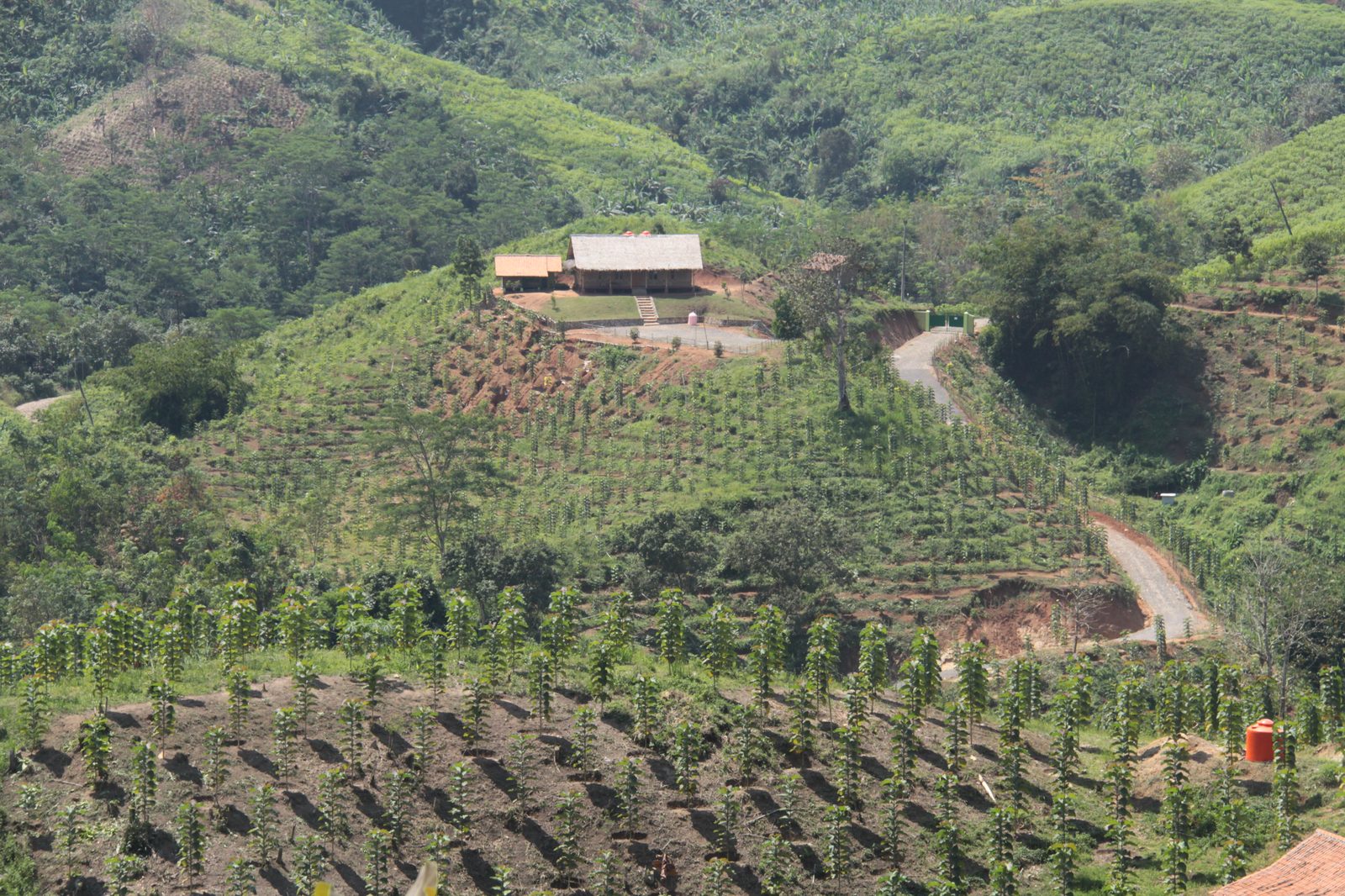 A wide view across the estate showing rows of teak climbing the hillside, with worker housing visible on the ridge.